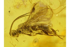 Great BRACONIDAE WASP Inclusion in BALTIC AMBER 146