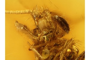 CADDISFLY Trichoptera Helicopsychidae in BALTIC AMBER 715