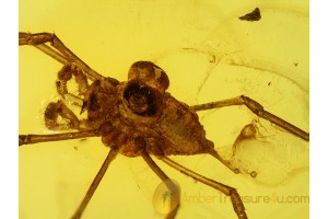 Great CADDO DENTIPALPUS HARVESTMEN in BALTIC AMBER 559