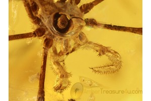 Great CADDO DENTIPALPUS HARVESTMEN in BALTIC AMBER 580