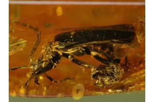 Great CANTHARID Soldier BEETLE in Genuine BALTIC AMBER