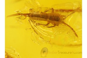 Great COLLEMBOLA Inclusion Genuine BALTIC AMBER 244