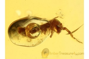 COLLEMBOLA & ENHYDROS Water in Bubble BALTIC AMBER 708