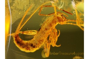 Great DERMAPTERA EARWIG Nymph in BALTIC AMBER 233