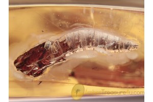 Great DIPTERAN PUPAE Inclusion in BALTIC AMBER 1229
