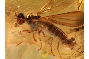 Great EMPIDID FLY in Genuine BALTIC AMBER 878