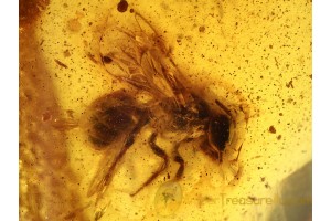 Great Honey Bee APIDAE in BALTIC AMBER 498