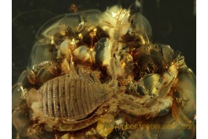 Great Huge PSEUDOSCORPION in BALTIC AMBER 434