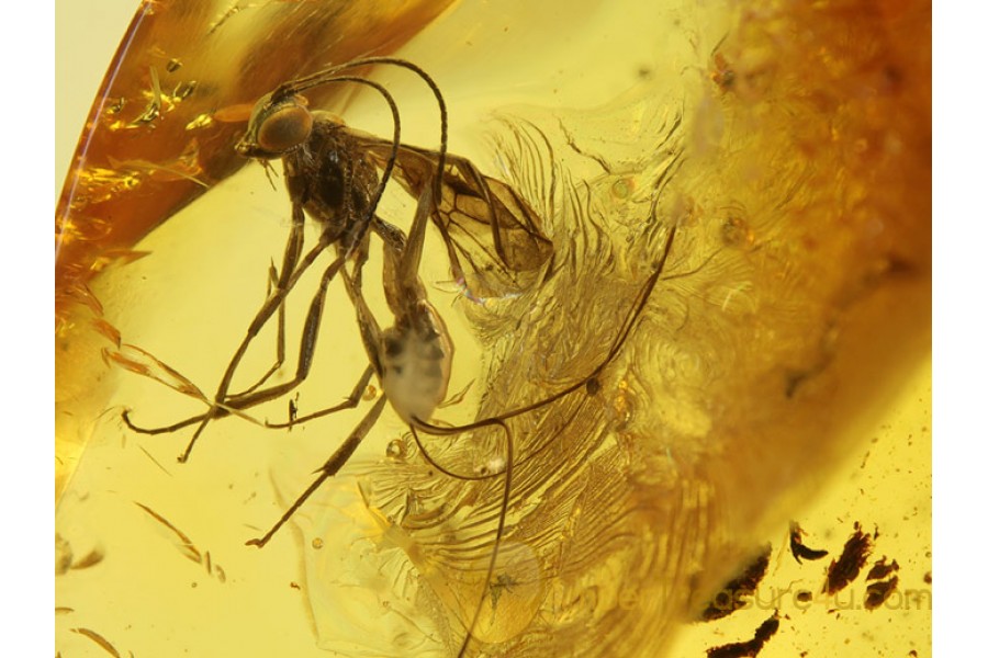 Great ICHNEUMONIDAE WASP in Genuine BALTIC AMBER 360