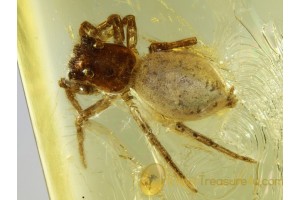 Great JUMPING SPIDER SALTICIDAE in BALTIC AMBER 620