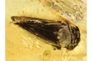 Great Large CICADELLIDAE LEAFHOPPER in BALTIC AMBER 746