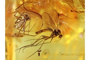 Great Linyphiid SPIDER & Mycetophilid in BALTIC AMBER 622