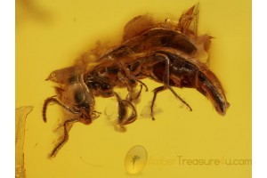 Great Looking BETHYLID WASP  in BALTIC AMBER 411