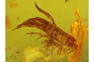 Great Looking CENTIPEDE LITHOBIIDAE in Genuine BALTIC AMBER