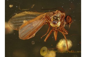Great Looking EMPIDIDAE DANCE FLY in BALTIC AMBER 394