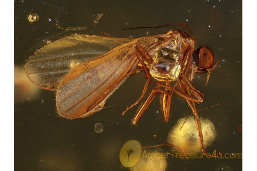 Great Looking EMPIDIDAE DANCE FLY in BALTIC AMBER 394