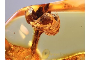 Great Looking FLOWER on TWIG in BALTIC AMBER 885