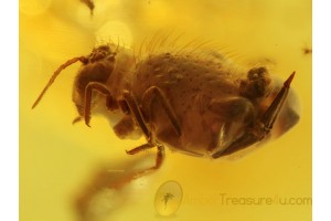 Great Looking Giant SPRINGTAIL in BALTIC AMBER 432