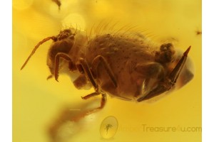 Great Looking Giant SPRINGTAIL in BALTIC AMBER 432