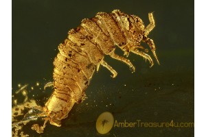 Great Looking ISOPOD WOODLOUSE in BALTIC AMBER 476