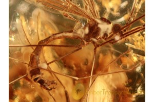 Great Looking LIMONIID CRANE FLY in BALTIC AMBER 867