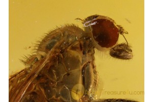 Great Looking Large RHAGIONID FLY in BALTIC AMBER 744