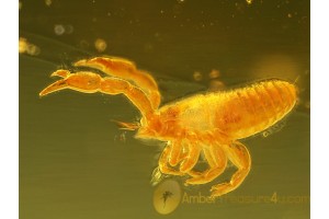 Great Looking PSEUDOSCORPION in BALTIC AMBER 303