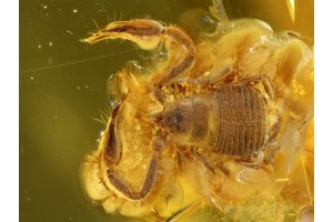 Great Looking PSEUDOSCORPION in BALTIC AMBER 548