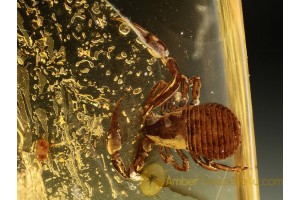 Great Looking PSEUDOSCORPION in BALTIC AMBER 636