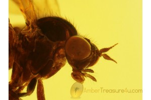 Great Looking RHAGIONID FLY in BALTIC AMBER 301