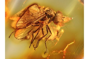 Great Looking RHAGIONID FLY in BALTIC AMBER 899