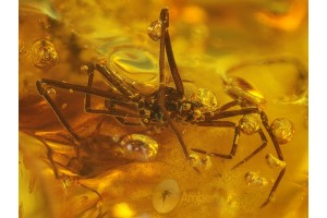 Great Looking SPIDER in Genuine BALTIC AMBER 173