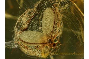 Great MATSUCOCCIDAE COCCID in BALTIC AMBER 702
