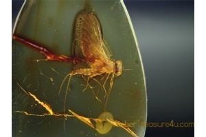 Great MAYFLY Ephemeroptera in BALTIC AMBER 642