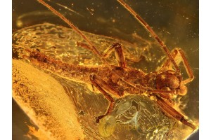 Great PHASMATODEA WALKING STICK in BALTIC AMBER 802