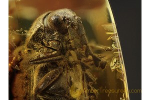 Great PTILODACTYLIDAE TOE-WINGED BEETLE  in BALTIC AMBER 384