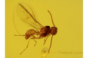 Great Preserved Tiny WASP in Genuine BALTIC AMBER 381