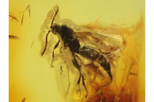 Great Proctotrupidae WASP in BALTIC AMBER 271