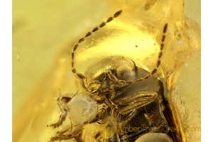 Great SCIRTIDAE MARSH BEETLE in BALTIC AMBER 527