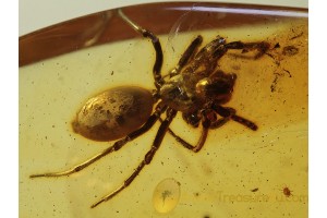 Great Large SPIDER Spatiatoridae in BALTIC AMBER 400