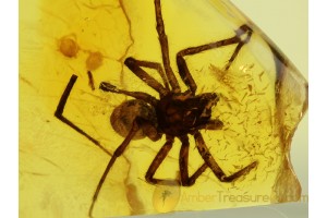 Great SPIDER in Genuine BALTIC AMBER 186