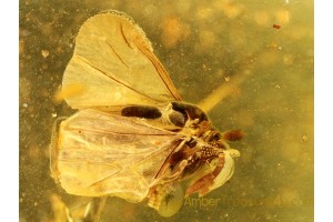 Great STREPSIPTERA Twisted-Winged Parasite in BALTIC AMBER 267