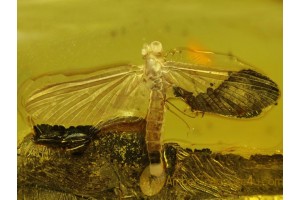 Great Spread Wings MAYFLY Ephemeroptera in BALTIC AMBER 28 gram