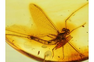 Great Spread Wings MAYFLY Ephemeroptera in BALTIC AMBER 250