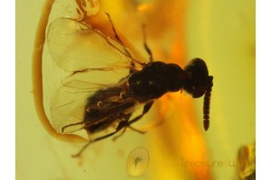 Great TORYMID WASP Inclusion in Genuine BALTIC AMBER
