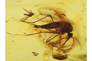 Great TRUE MOSQUITO Culicidae CULEX in BALTIC AMBER 397