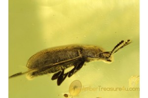 HAIRY FUNGUS BEETLE Mycetophagidae Inclusion in BALTIC AMBER