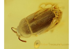 HAIRY FUNGUS BEETLE Mycetophagidae Inclusion in BALTIC AMBER 297
