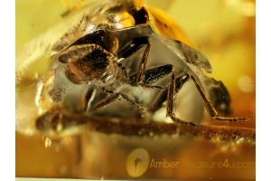 LEIODIDAE Round Fungus BEETLE in BALTIC AMBER 298