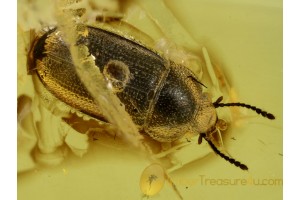 HAIRY FUNGUS BEETLE Mycetophagidae CROWSONIUM in BALTIC AMBER 50